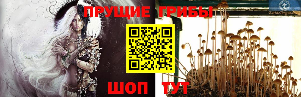 Егорьевск  Галлюциногенные грибы Psilocybe  Вход с VPN 